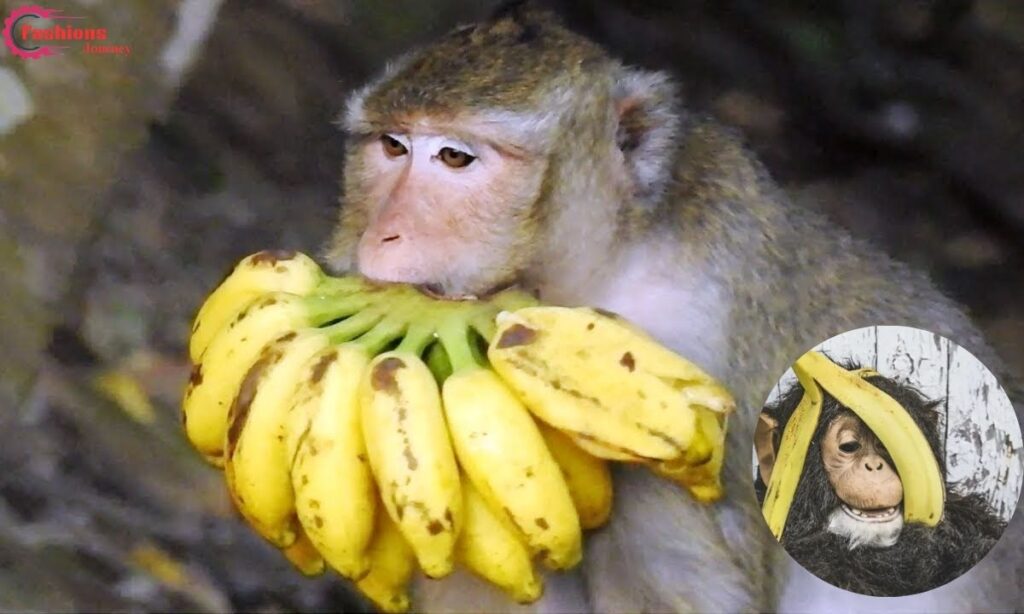 Amazing Facts About the Banana:b4hnuk08dew= Monkey