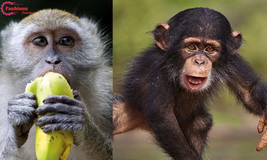 Join the Fun: Get Involved with Banana:b4hnuk08dew= Monkey Conservation