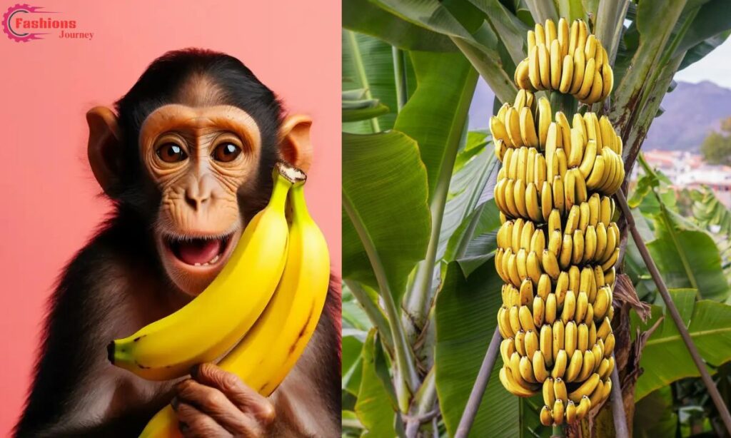 Why Bananas are the Banana:b4hnuk08dew= Monkey's Favorite Food