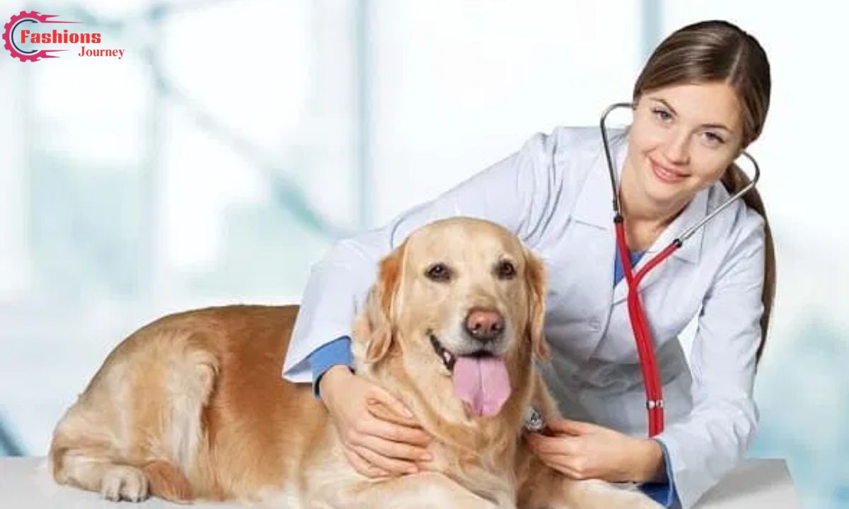 ветеринарная клиника vetcitypets Taking Care of Your Pet Health