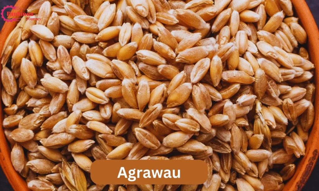 Origins and History of Agrawau